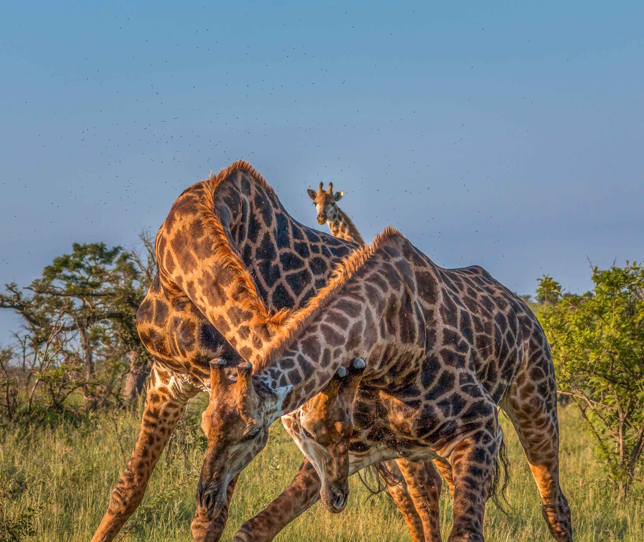 Our First Exclusive Private Safari
