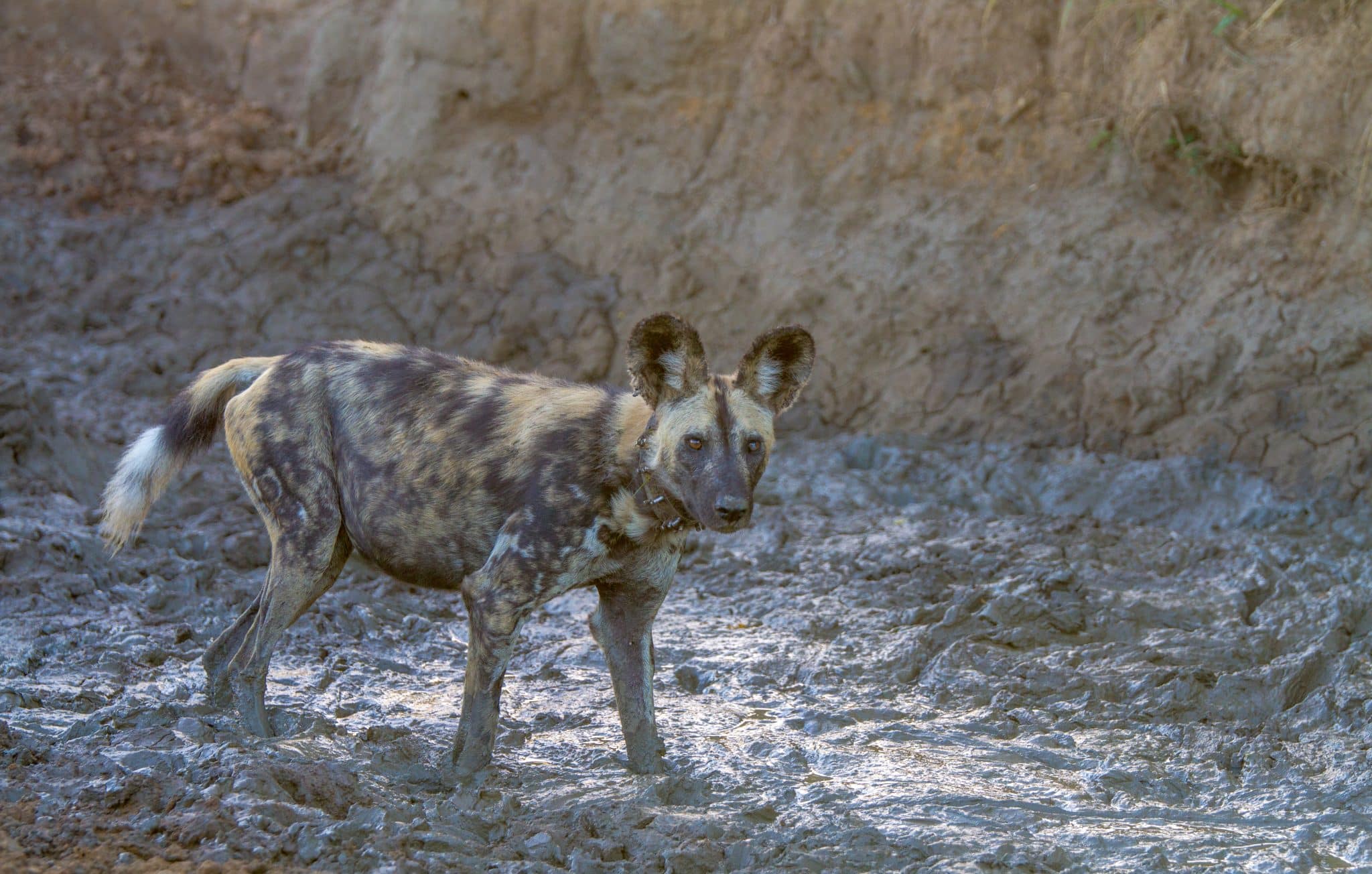 wild dog sighting on private and exclusive big 5 safari