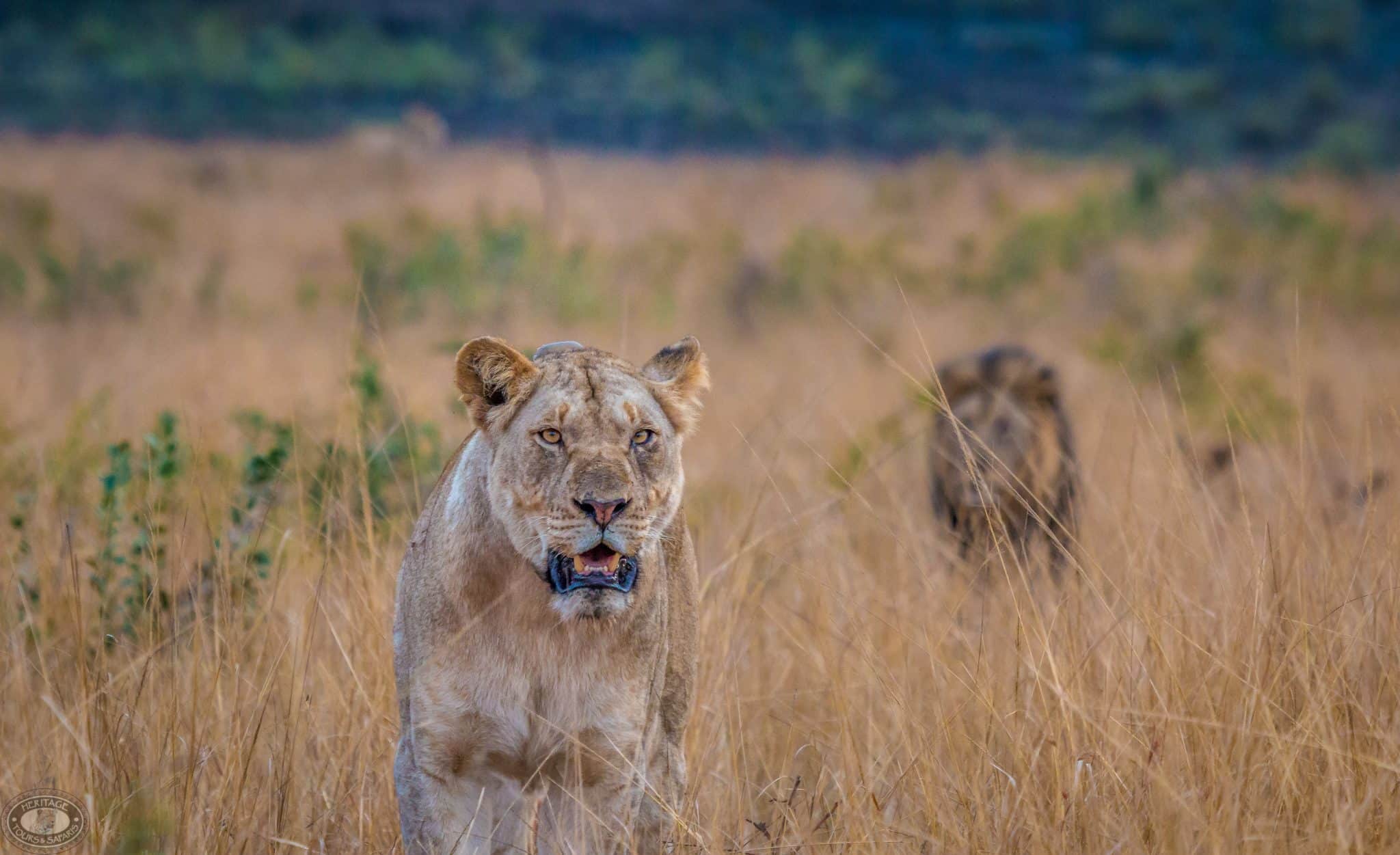 private big 5 safari