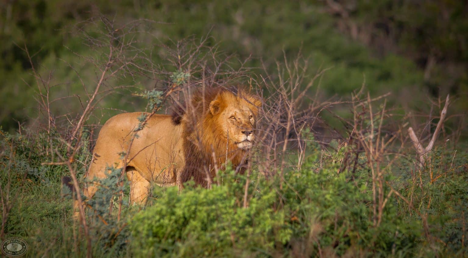 umfolozi game reserve
