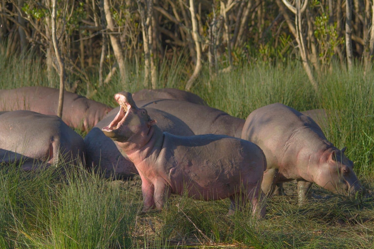 Sensational Safari Package 1 https://www.heritagetoursandsafaris.com/our-first-safari-package-to-south-africa/