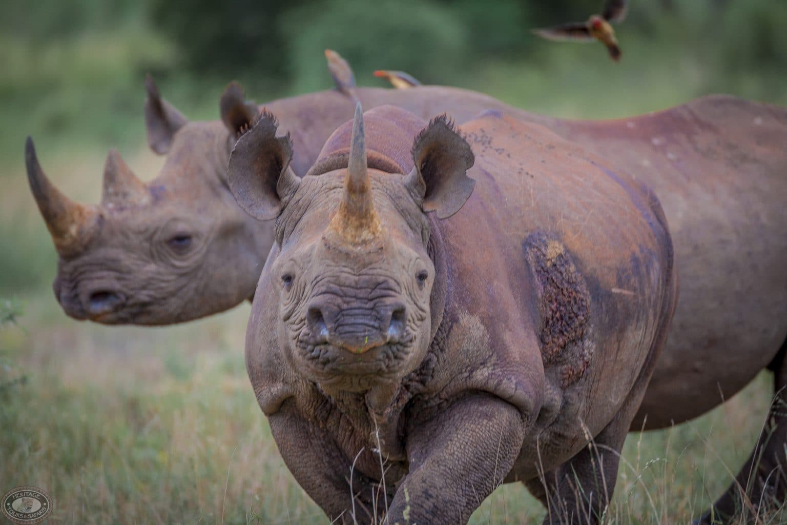 sensational 7-night safari package