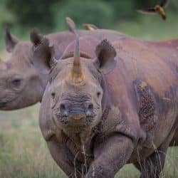 sensational 7-night safari package
