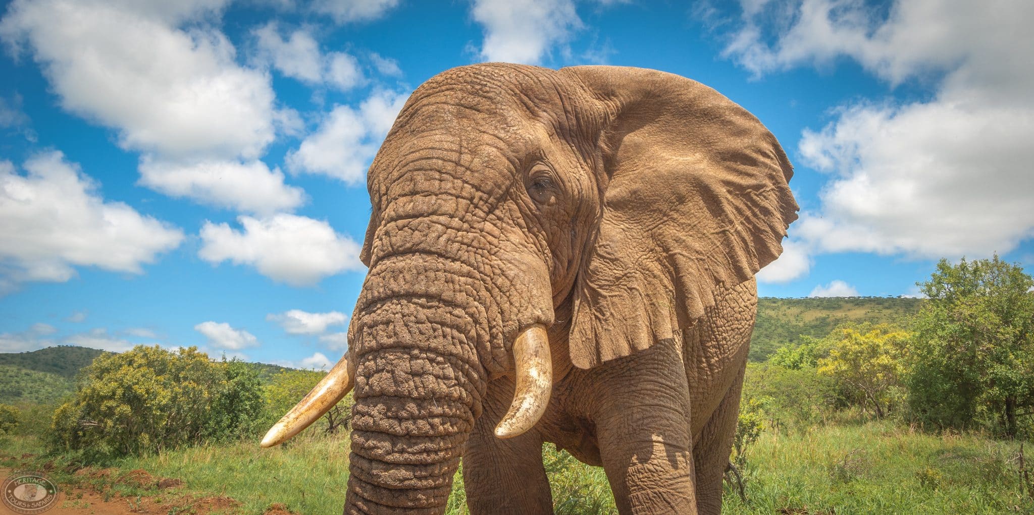 sensational safari package