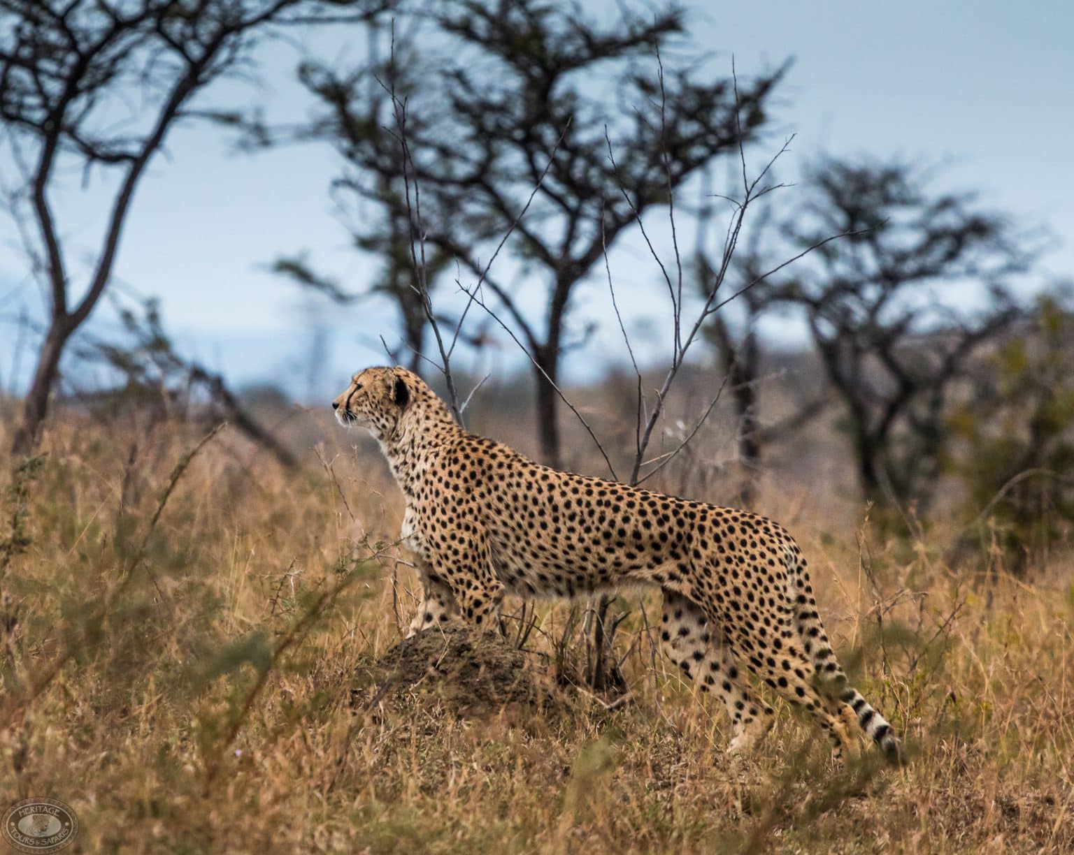sensational safari packages kwazulu natal south africa (2)