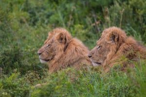 Hluhluwe Combo Safari 5 1 Night Bush, River and Night Drive Safari Package
