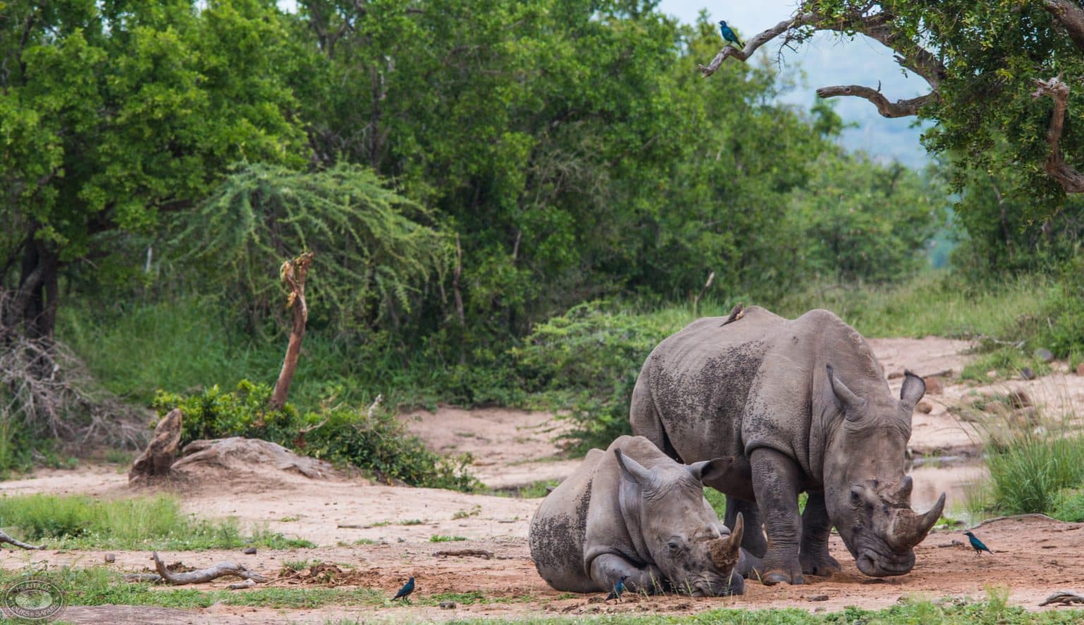 grand zululand safari