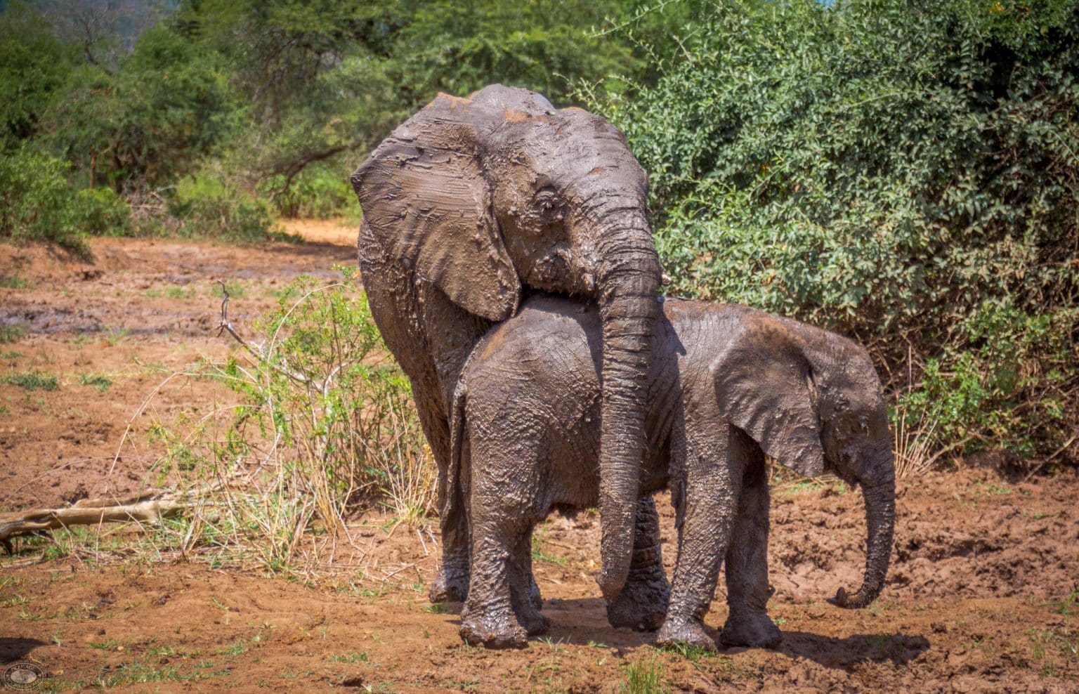 When to go on Safari 4 hluhluwe game reserve