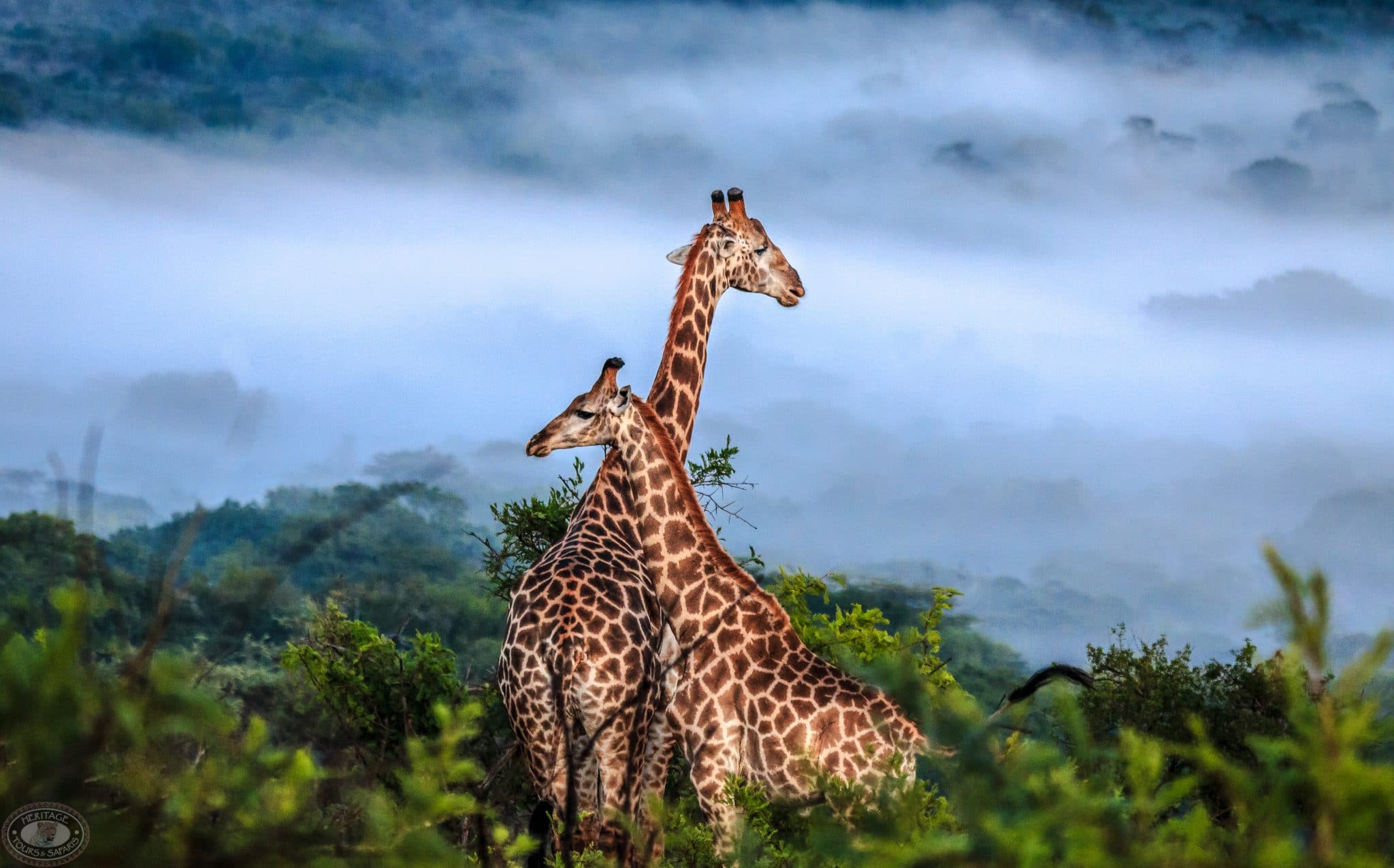 safari packages south africa