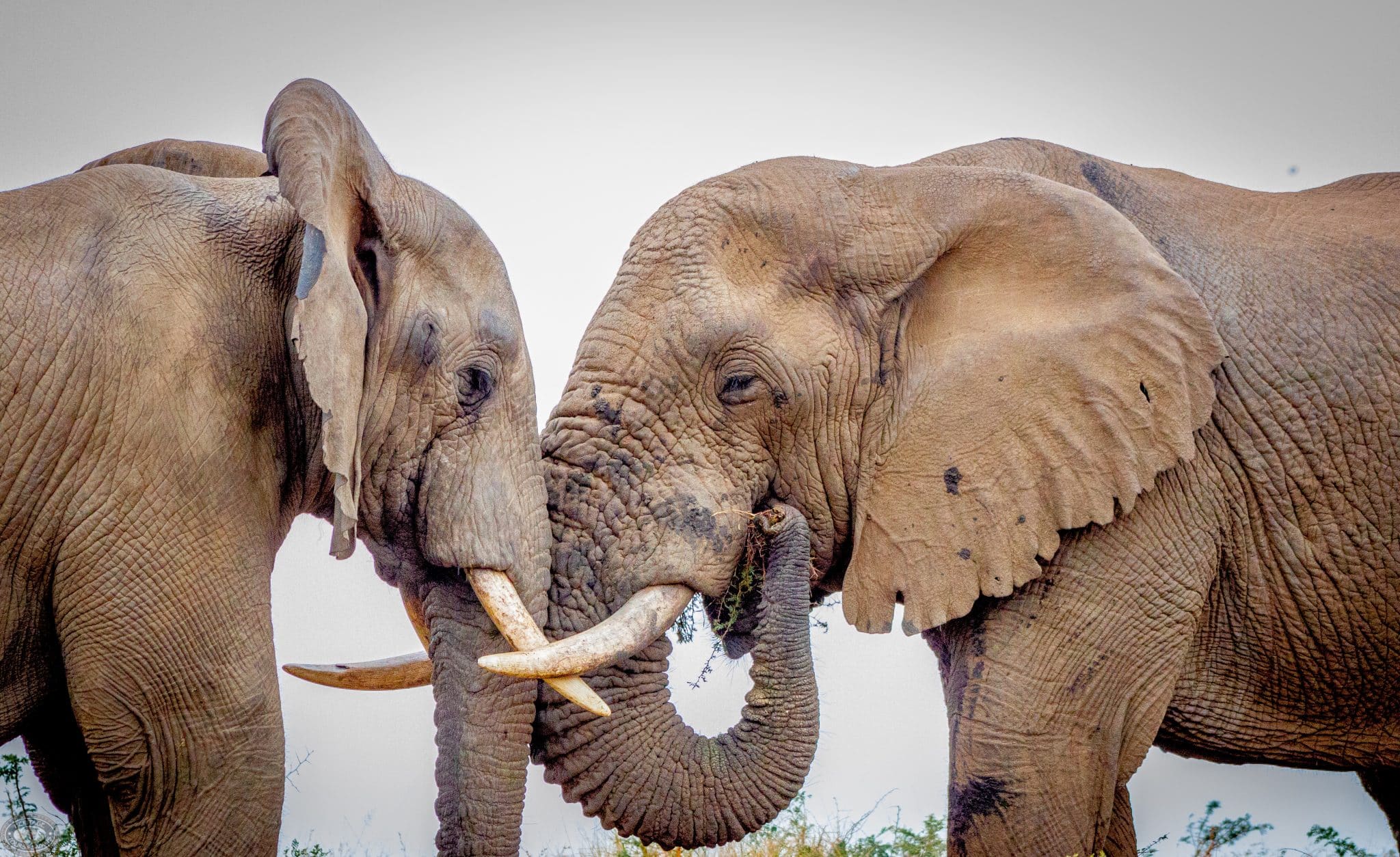 big 5 safari package