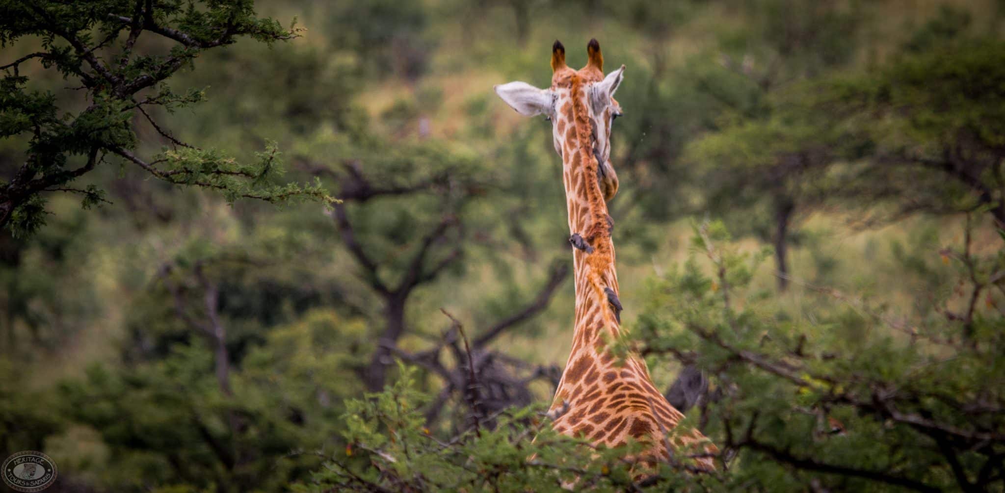 Half Day Hluhluwe Umfolozi Game Reserve Safari