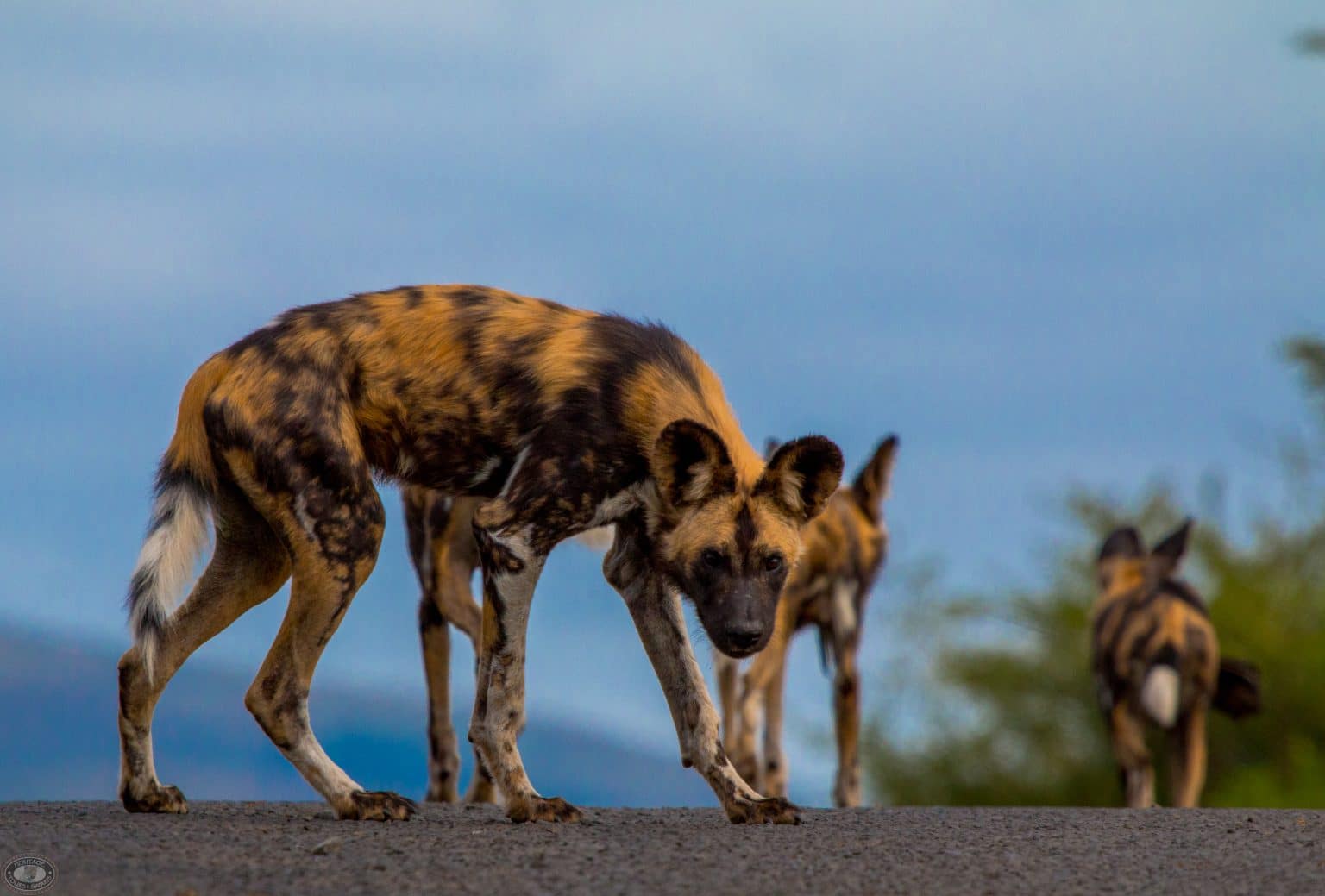 Day Safari Options to hluhluwe park