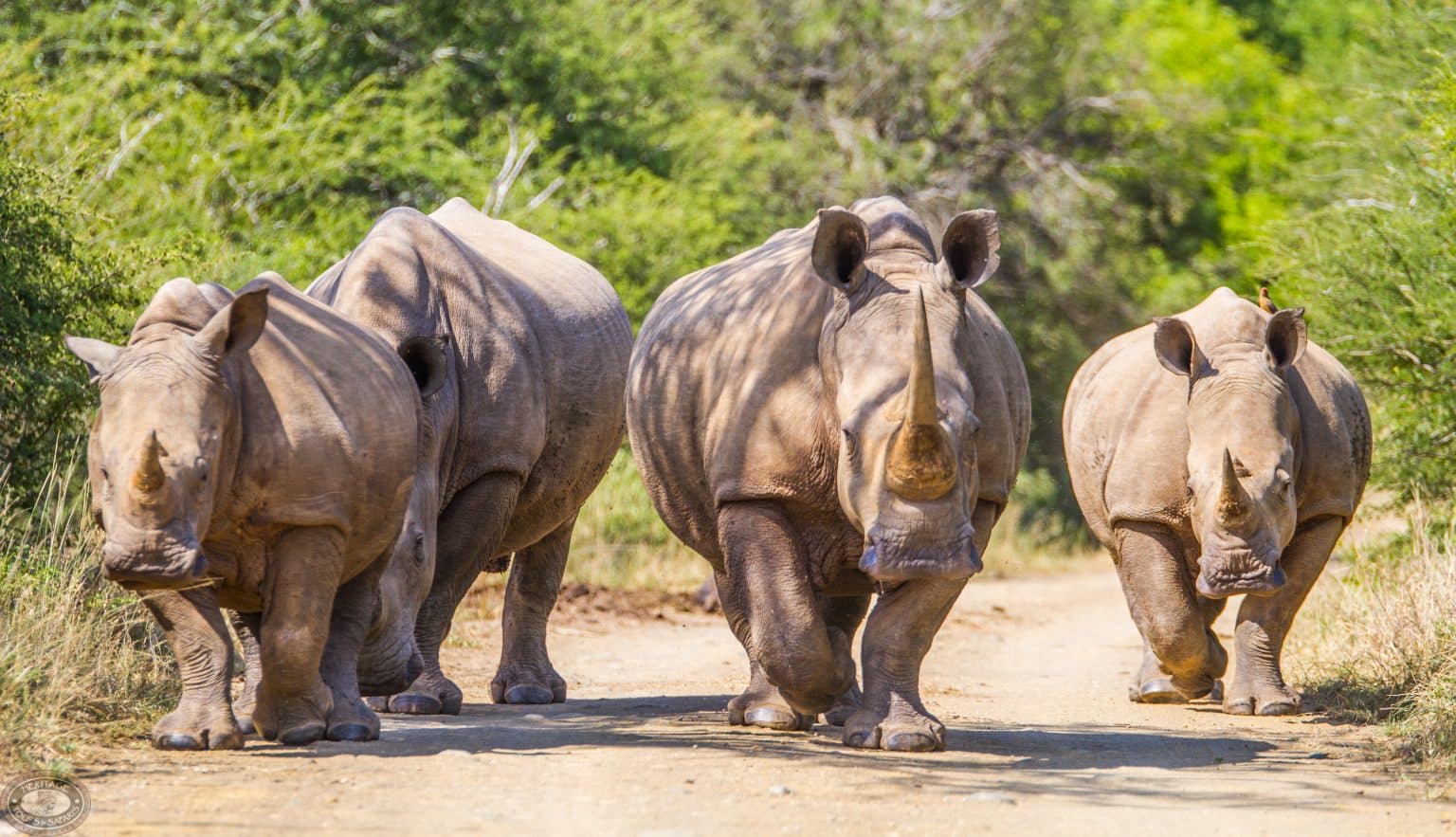 2 night safari kzn