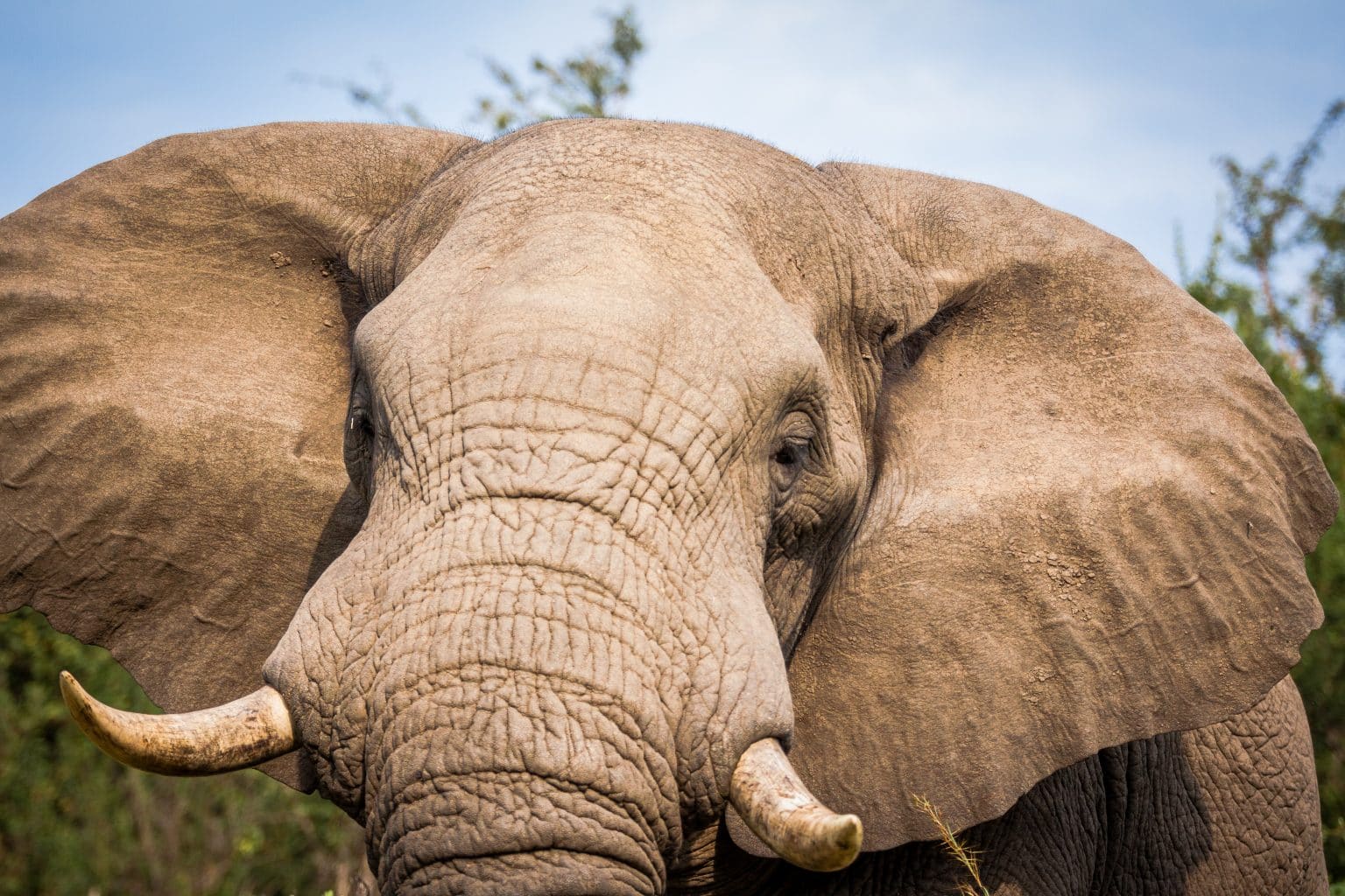 2 night safari package to hluhluwe-imfolozi park