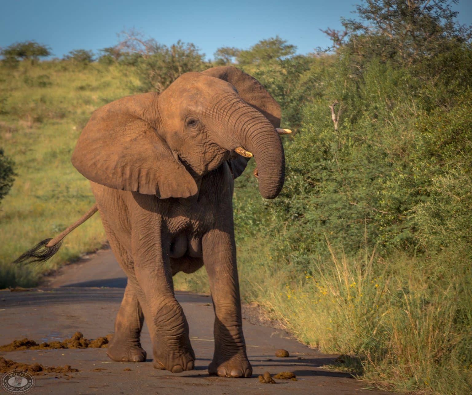 sunset safari elephant sighting on a 2 night safari package kwazulu natal