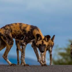 3 night safari package