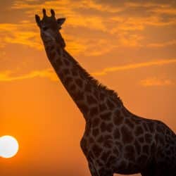 3 nights 4 day safari package