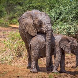 safari sightings on a safari package hluhluwe