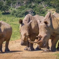 wildlife sightings on a safari package south africa