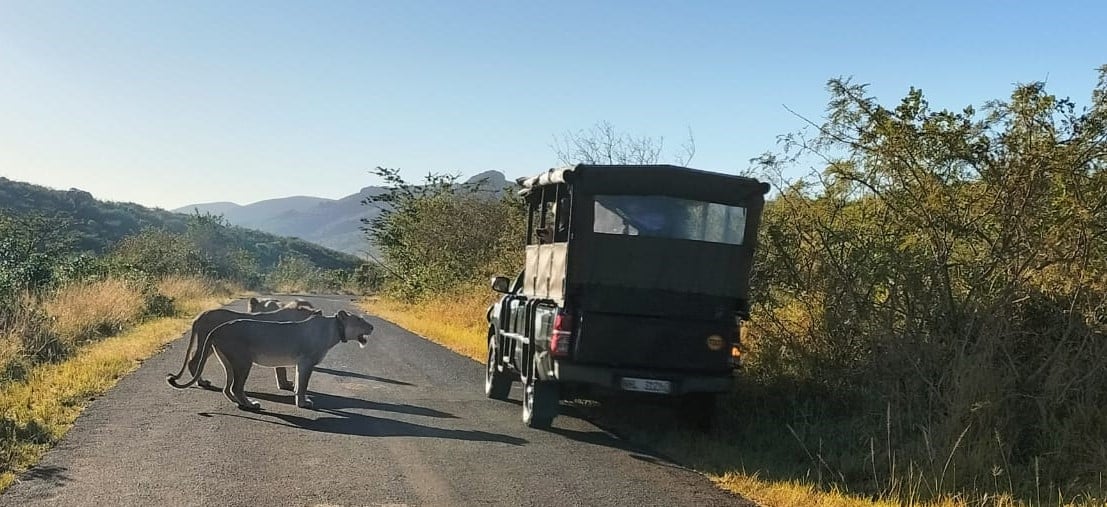 when to go on safari