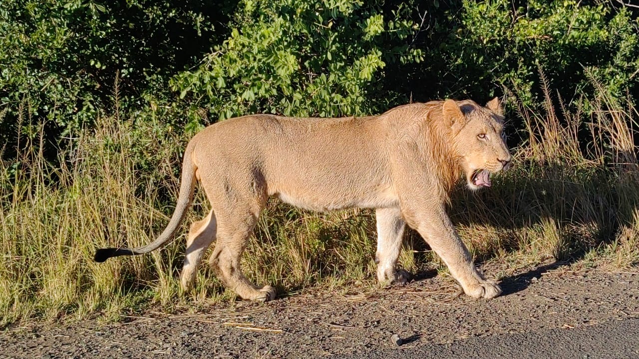 When to go on Safari 2 when and where to go on safari