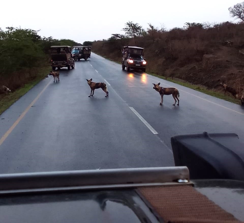 wild dogs on the corridor road imfolozi park