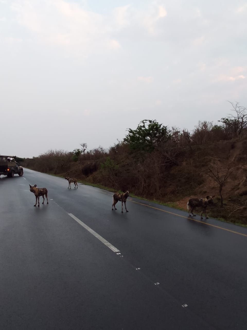 wild dog sighting with heritage tours and safaris