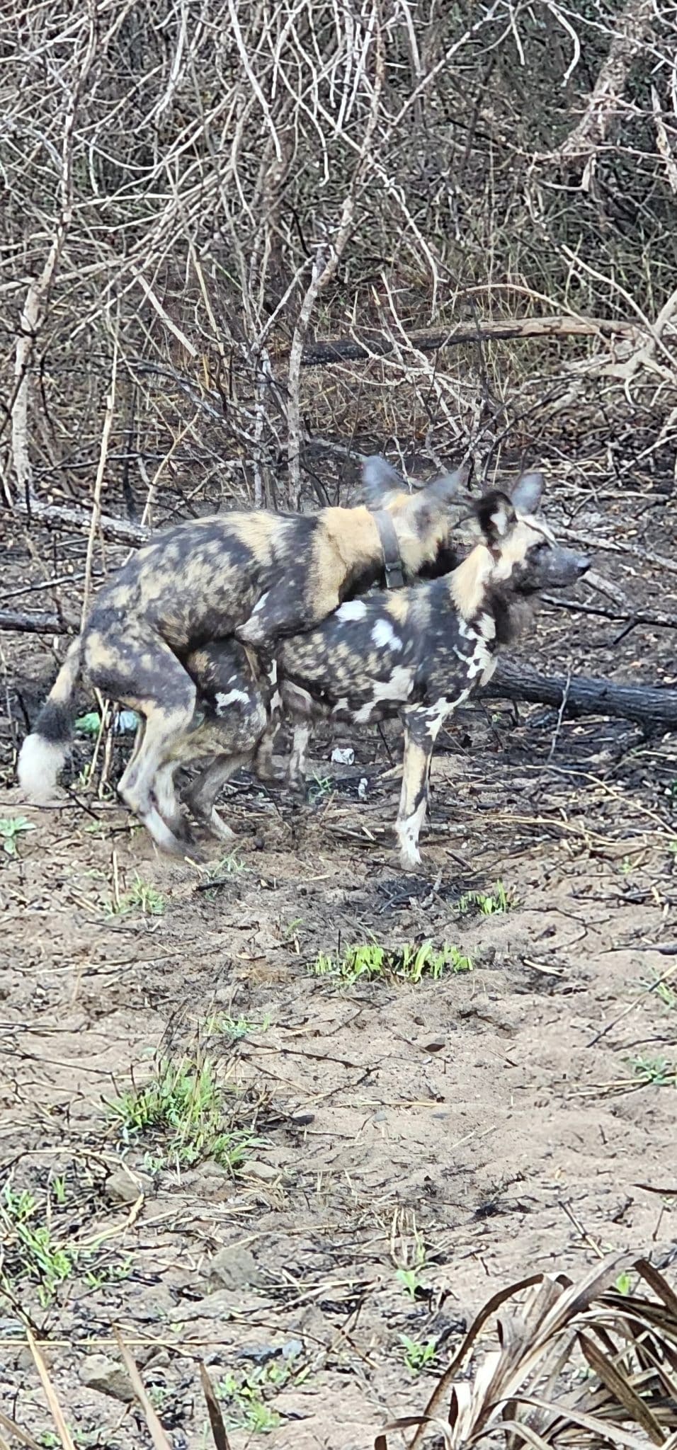 Wild Dogs mating in the imfolozi Park