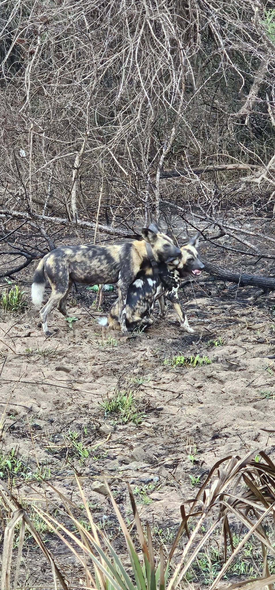 wild dog mating in the Hluhluwe-Imfolozi Park