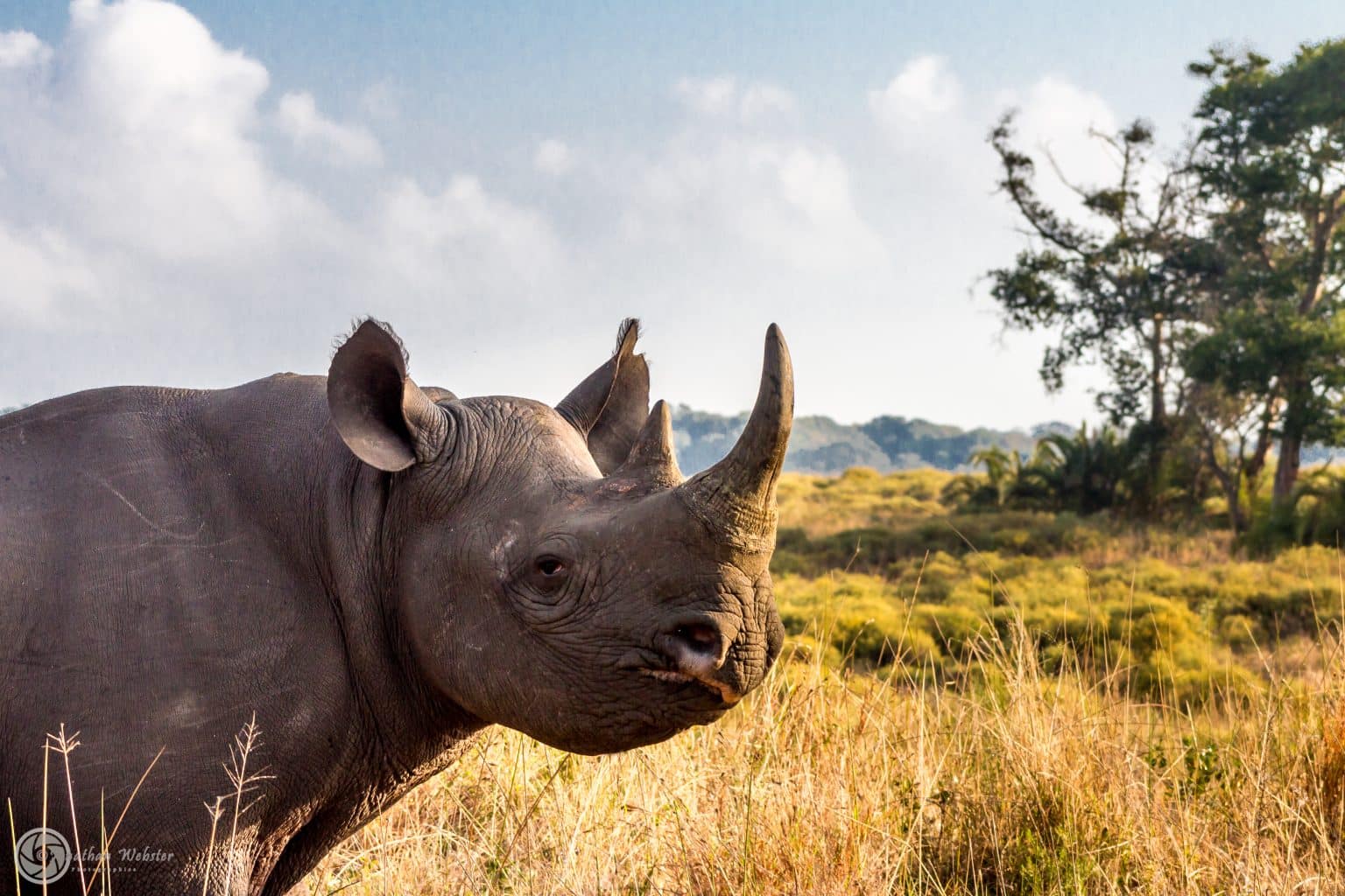 When to go on Safari 3 Black Rhino
