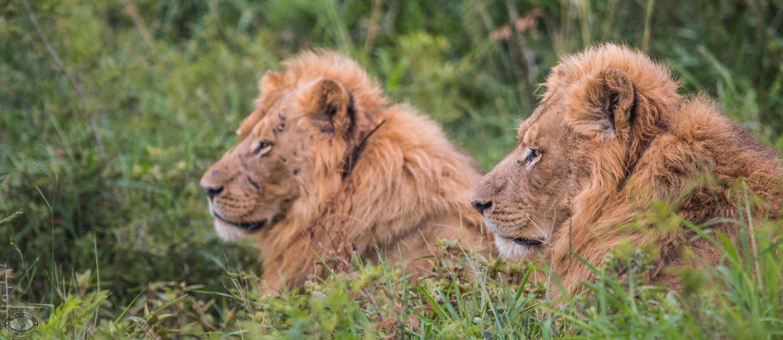Only Six on Safari Hluhluwe-Imfolozi Park