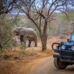 clients on safari package