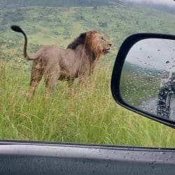 imfolozi park half day safari with lovely lion sighting