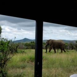 hluhluwe imfolozi park half day safari elephant sighting