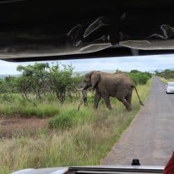 incredible elephant sighting half day safari into the imfolozi park