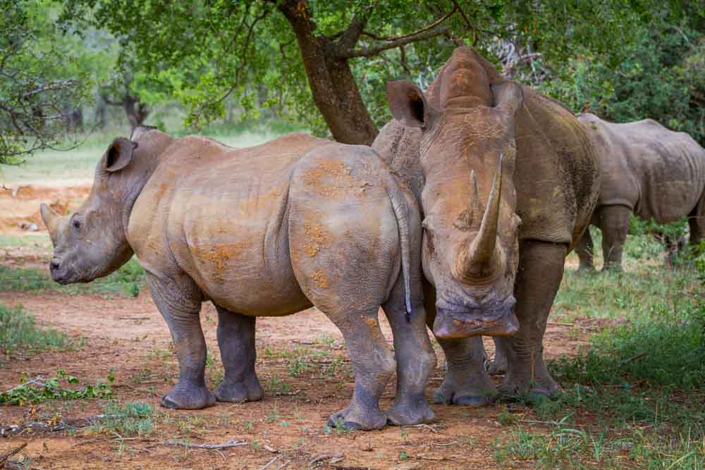 the ultimate six on safari in the hluhluwe imfolozi game reserve