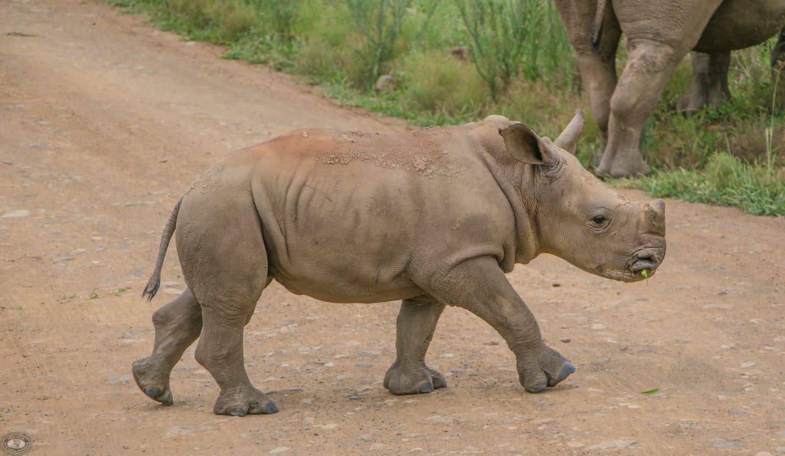 Hluhluwe Imfolozi Game Reserve