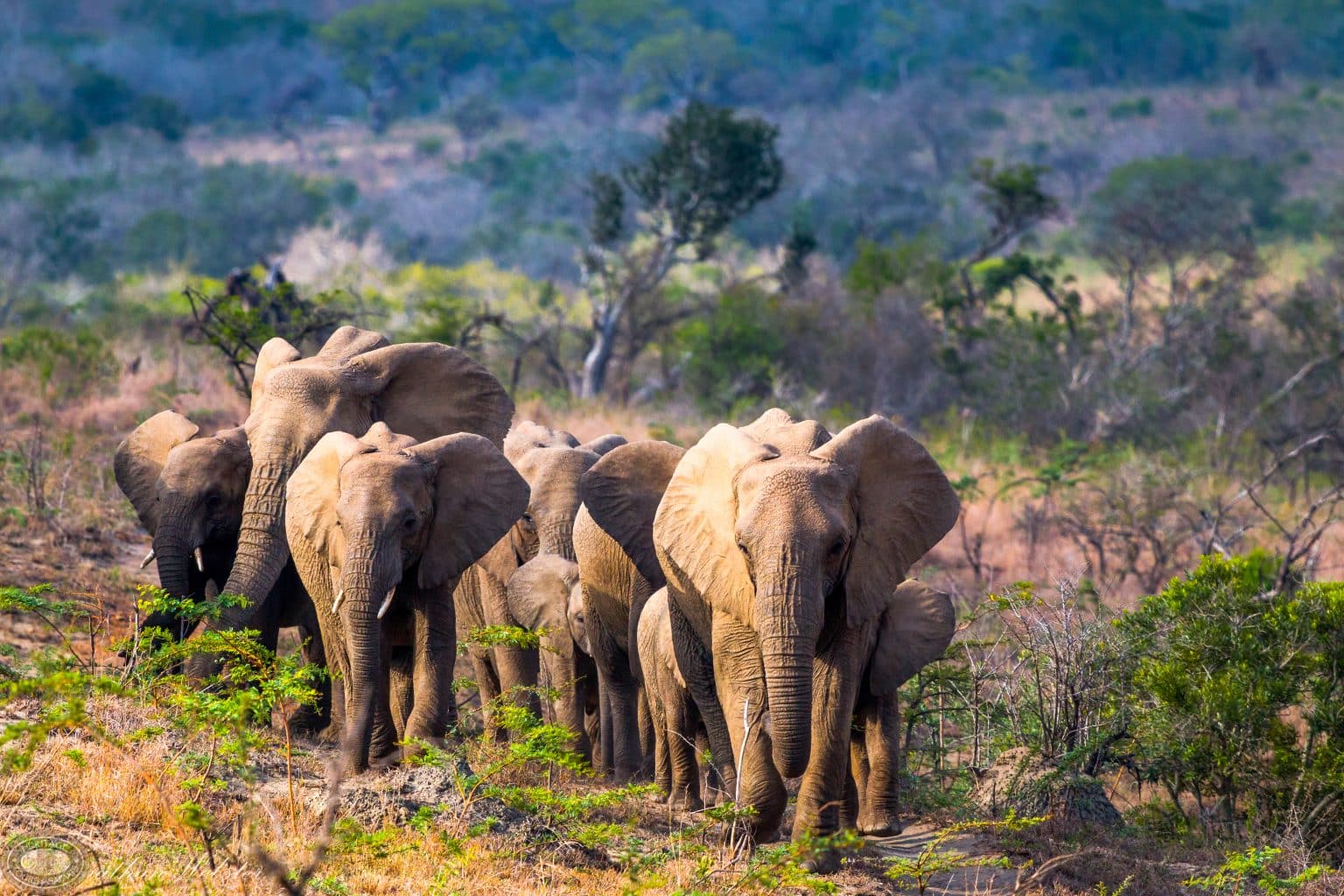 Why a Hluhluwe–Imfolozi Park Safari Belongs on Your 2026 Safari List