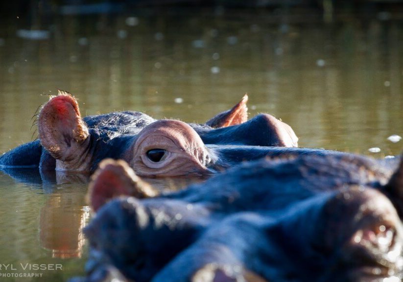 hippo hluhluwe game reserve accommodation