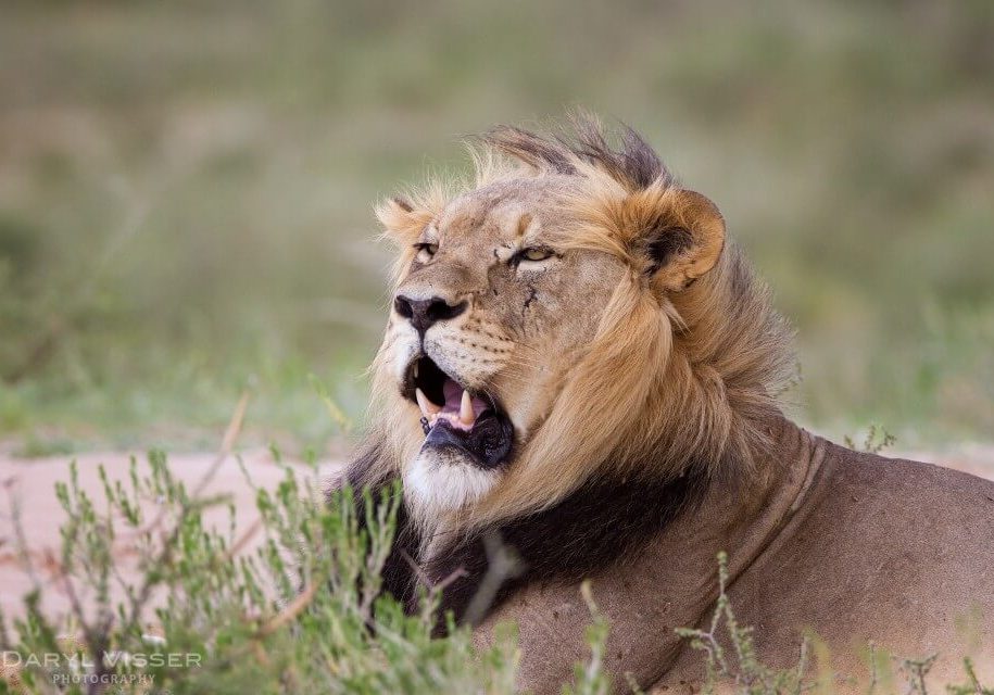3 day durban safari tour