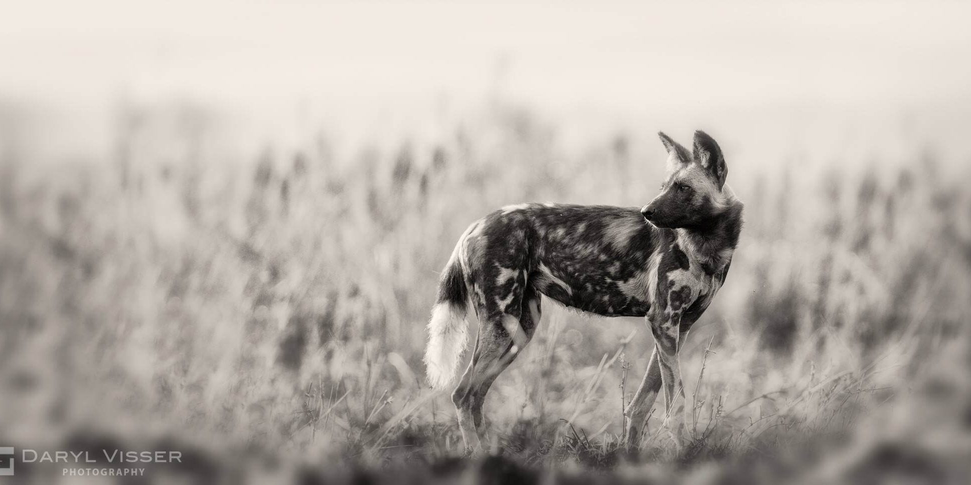 wild dog umfolozi