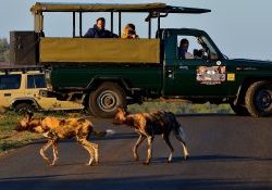Half Day Hluhluwe Umfolozi Safari