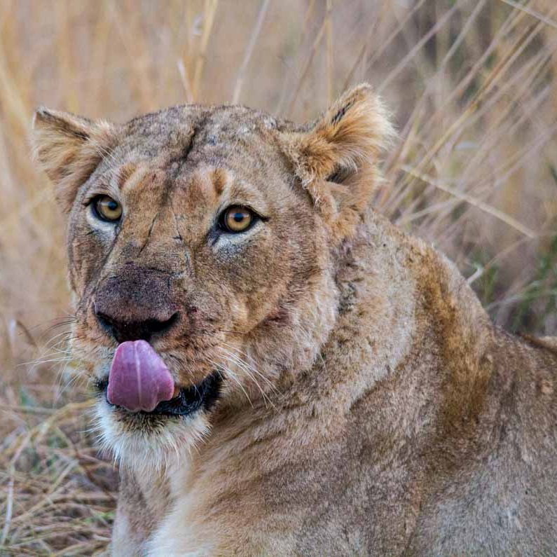 Hluhluwe Safari Tips Maximize Your Big Five Sightings