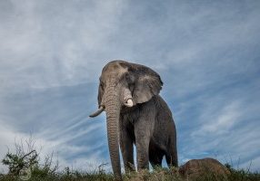 african big 5 elephant facts