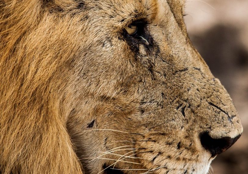south african big 5 lion