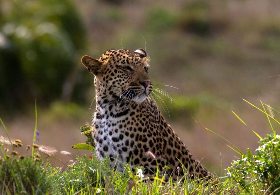 leopard facts