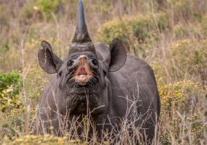 Planning a 2026 Hluhluwe Safari Here’s How to Choose the Right Safari Company