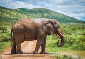 Safari Afrika Goedkoop