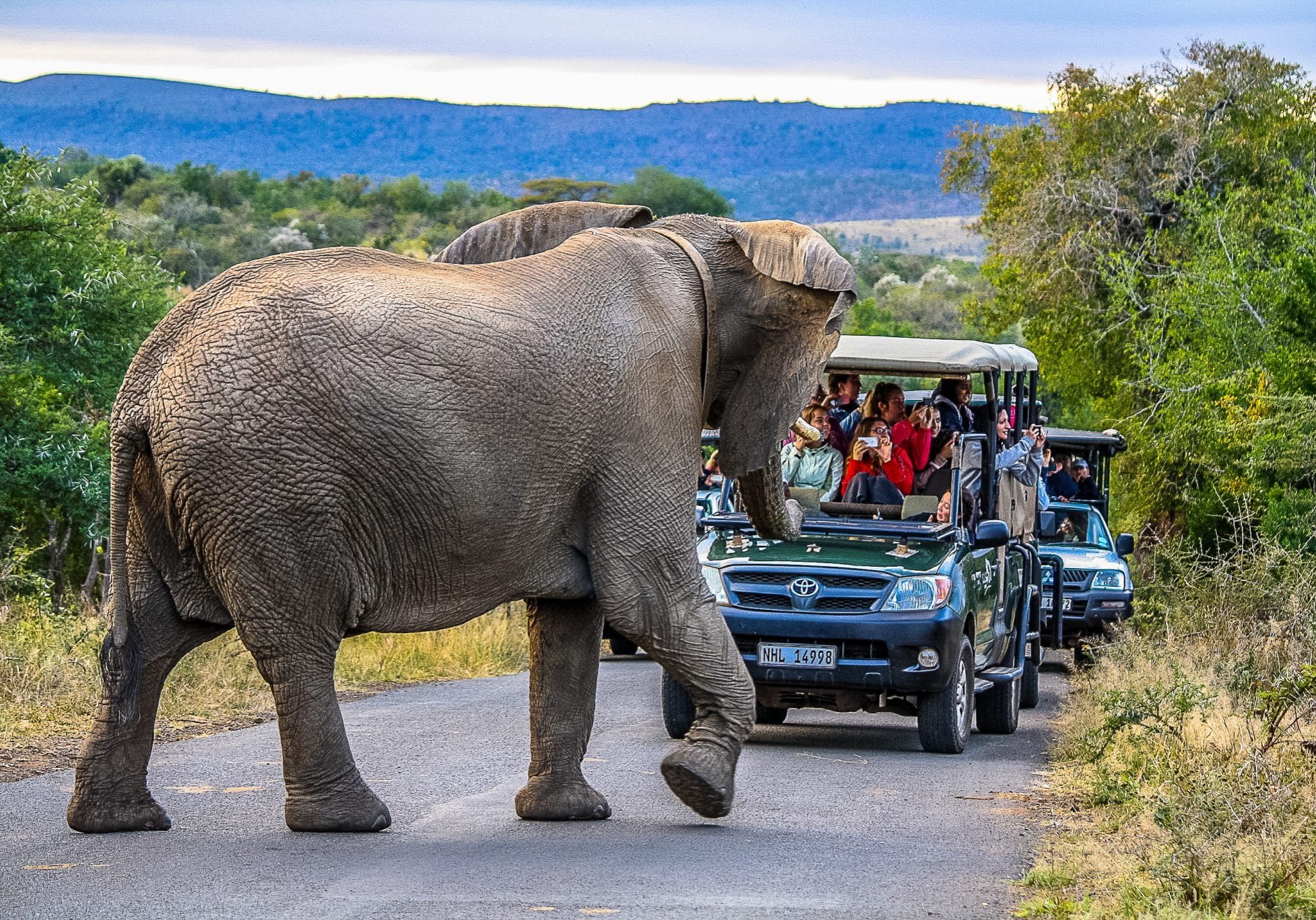 african big 5 elephant
