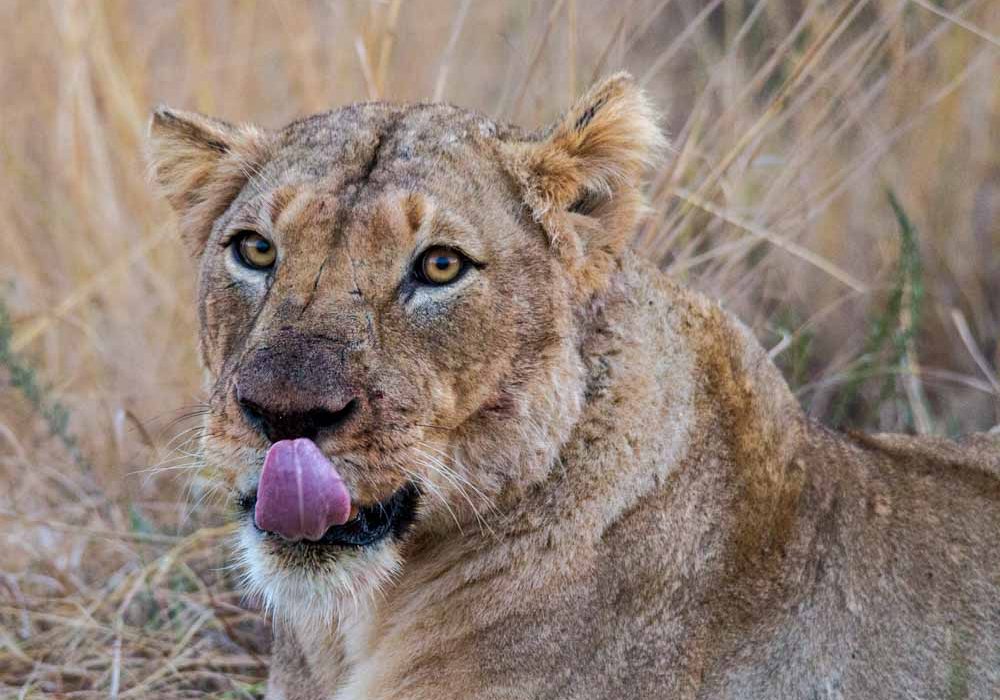 day safari options to hluhluwe game reserve
